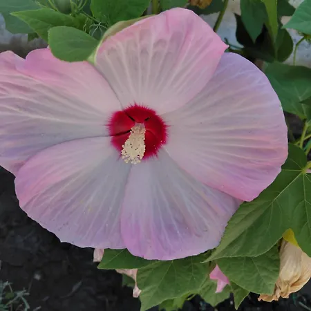 Apartment Terezia-szallashely Mako