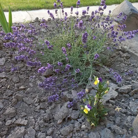 Terezia-szallashely Mako