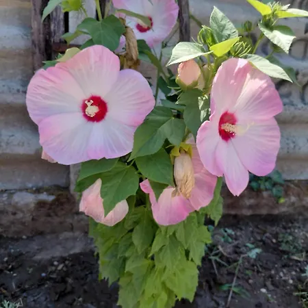 Apartment Terezia-szallashely Mako