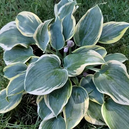 Terezia-szallashely Apartment